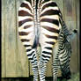 Zebra Butt