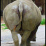 Rhino Butt