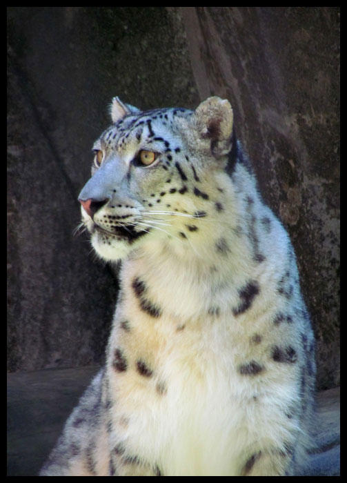 Memphis Zoo Snow Leopard by Lupas-Deva on DeviantArt