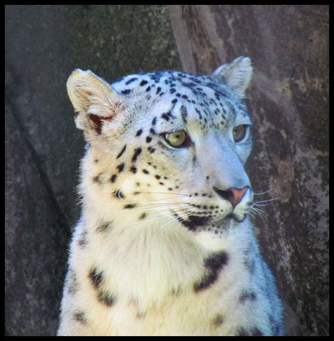 Memphis Zoo Snow Leopard 3 by Lupas-Deva on DeviantArt