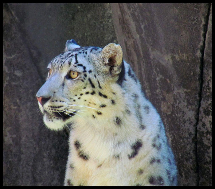 Memphis Zoo Snow Leopard 4 by Lupas-Deva on DeviantArt