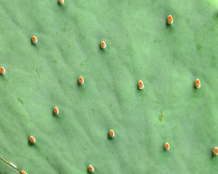 Texture Cactus