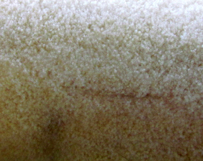 Texture Sheep's Wool