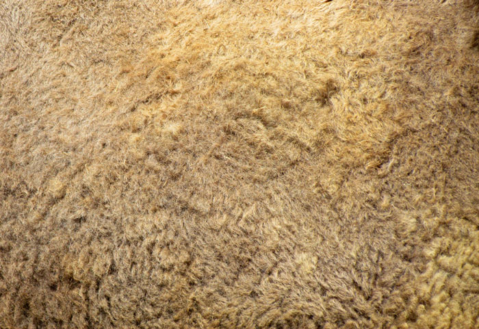 Texture Camel