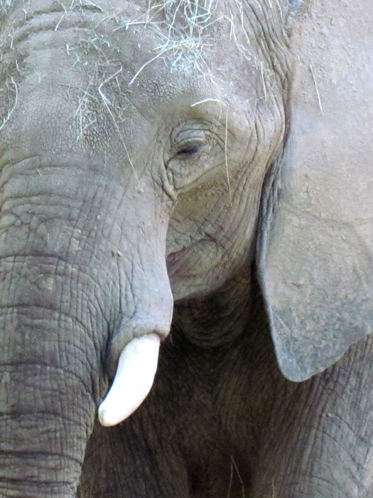 Texture Elephant Face