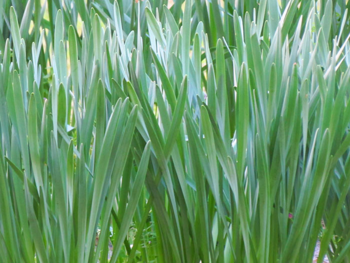 Texture Grass