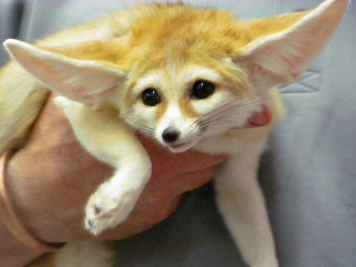 Fennec Fox