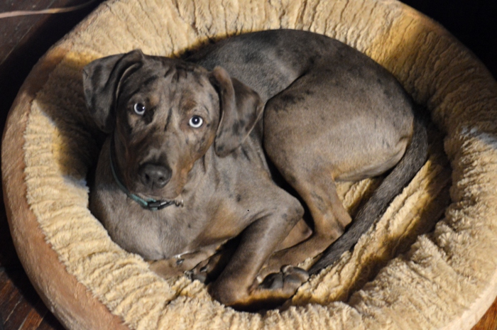 Catahoula 6