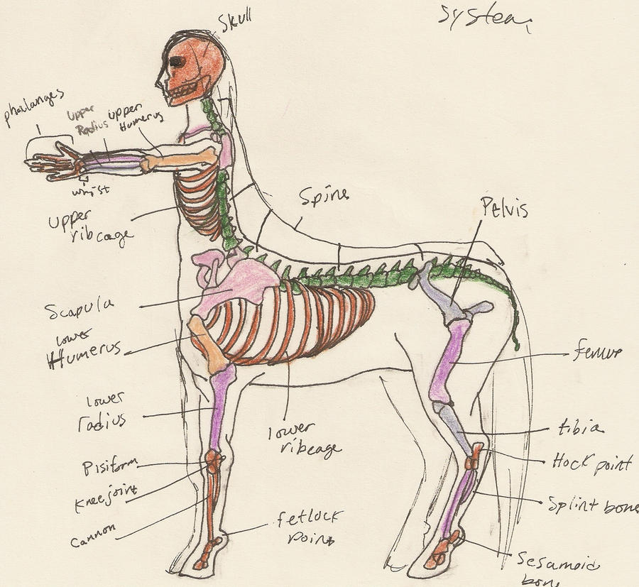 Centaur Anatomy 1 by TaylorBrooke123 on DeviantArt