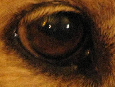 Dog Eye