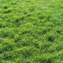Grass 01