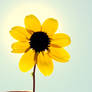 Flower Stock 18.