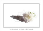 white flower by redesiuk