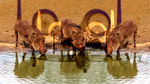 Three Little Warthogs by MostlyWood Three Little Warthogs by MostlyWood