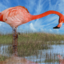 Marsh Crane