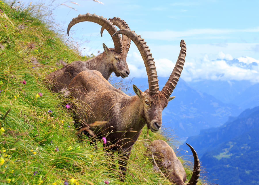 Alpine Ibex Switzerland by Bakisto