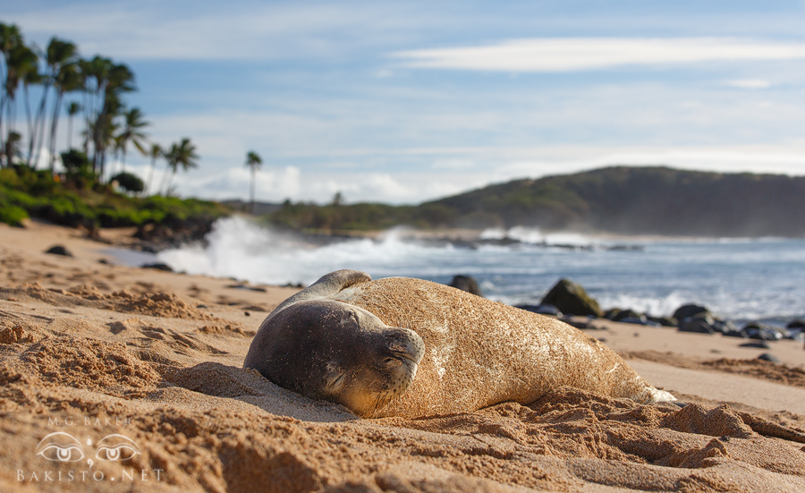 Monk Seal - Molokai, Hawaii