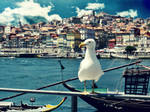Gaviota de Oporto by Anemyah