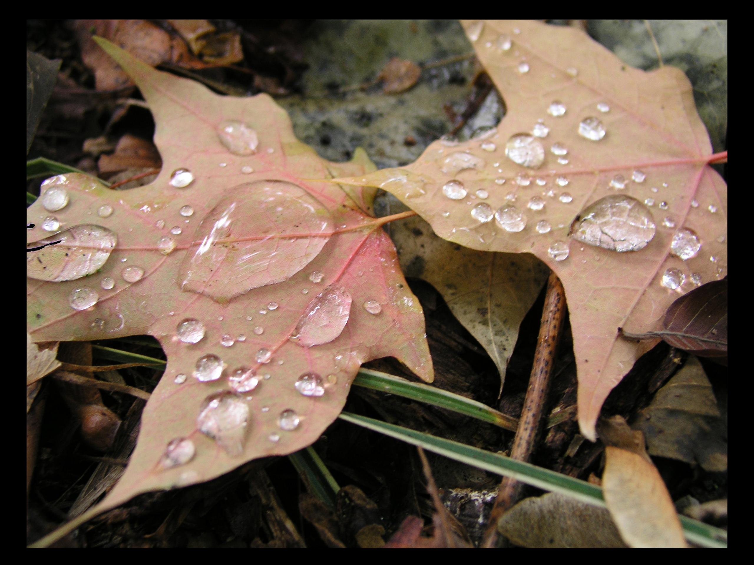 Seattle Leaves Version 1