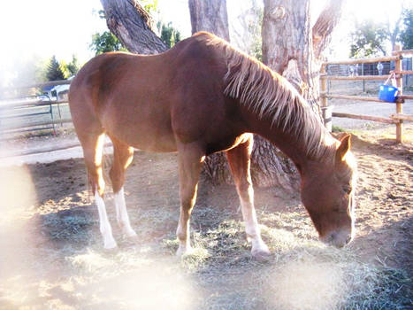 Flaxen horse stock 3