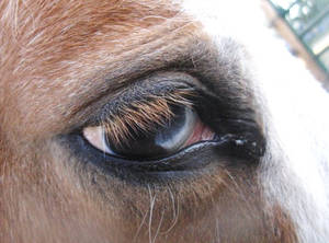 Half brown, half blue horse eye 3