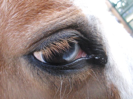 Half brown, half blue horse eye 3