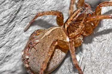 shelob and kids