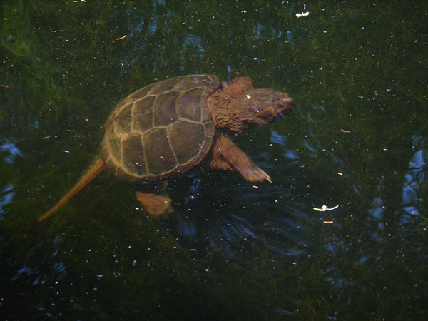 Snapping Turtle by McCatty on DeviantArt