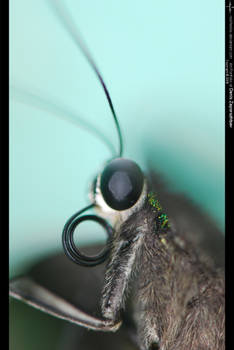 butterfly - 20