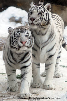 Tigers