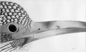 Pencil Drawing of Bird