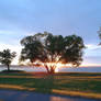 The Broccoli Tree