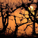 Winter Sun II by plusch