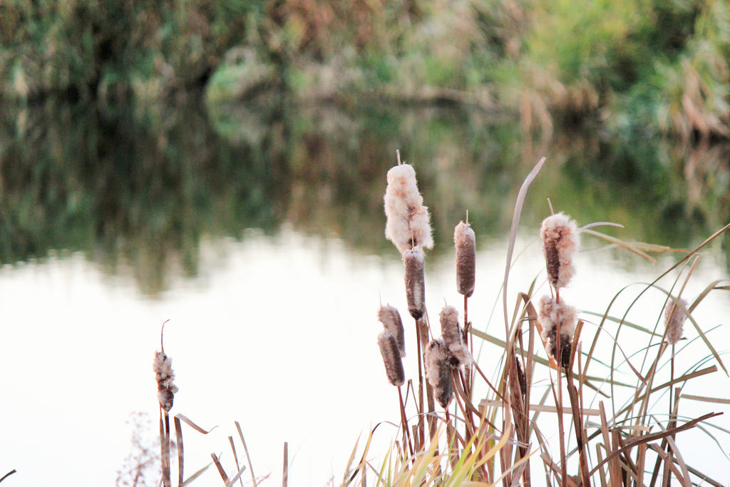 Cattails 2 by kaitykat99 on DeviantArt