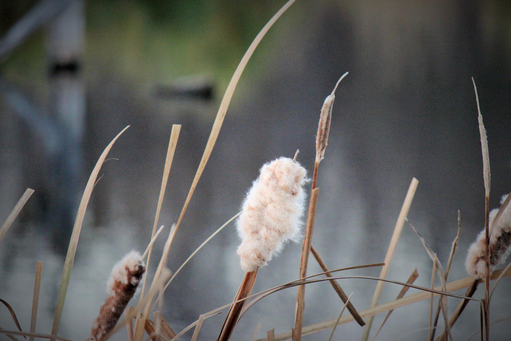 Cattails 4 by kaitykat99 on DeviantArt