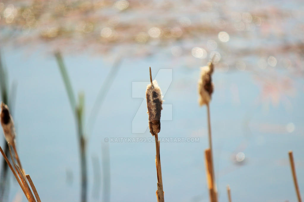 Cattails 2 by kaitykat99 on DeviantArt