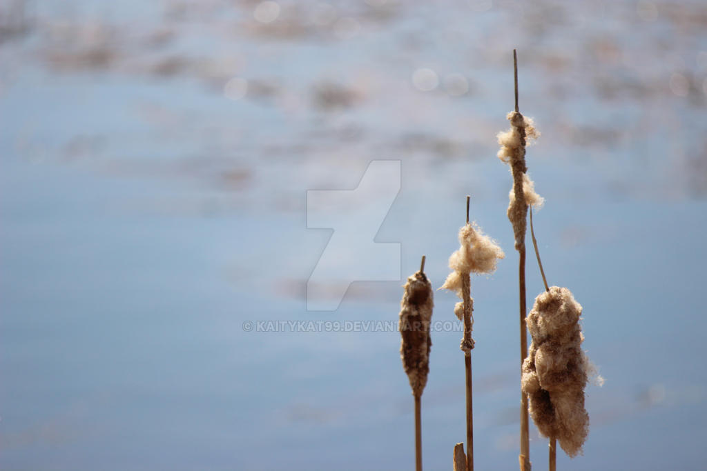 Cattails 3 by kaitykat99 on DeviantArt