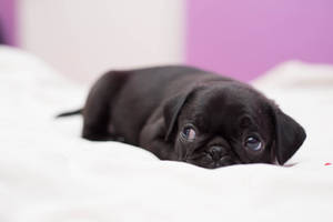 Tired baby pug