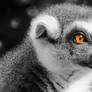 Thoughtful Lemur