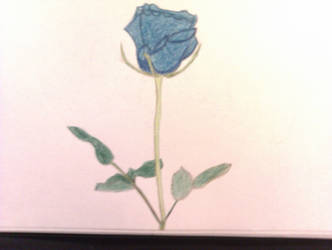 Pretty blue rose