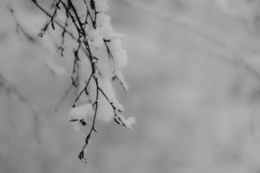 Snowy branch