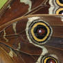 Morpho peleides- Common Morpho- Emperor Butterfly