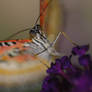 Red Lacewing Butterfly