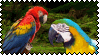 Kiriban - Macaws by impersonalinfo