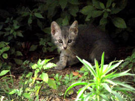 Cats Under My Window - 5 years later