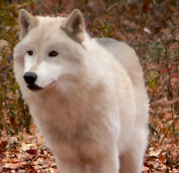 White Wolf