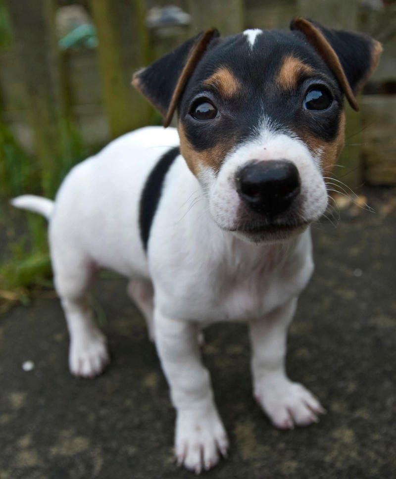 Mini Jack Rasel Miniature Jack Russell -1 by devianartsucks123 on DeviantArt