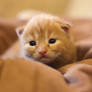 sweety cat