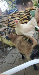 chicken on a goat