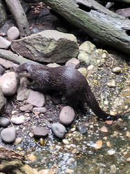 Otter at the Zoo